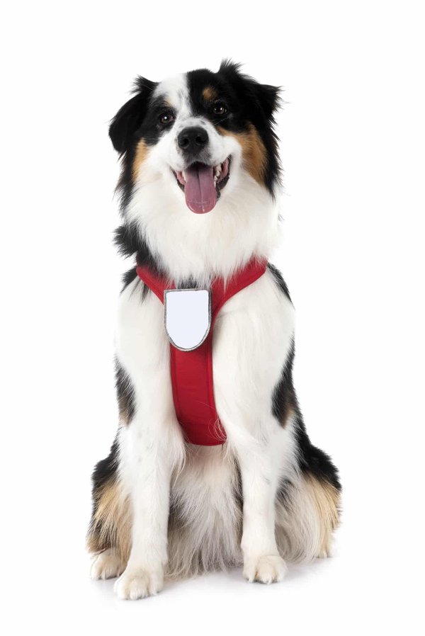 Comment choisir des accessoires de customisation pour une Harley Davidson ?