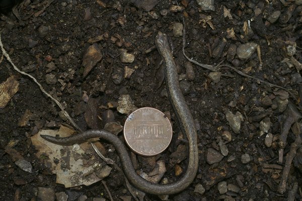 Voitures classiques vs voitures modernes : un comparatif